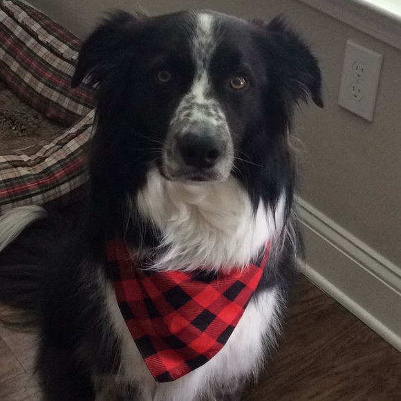 Meet your Posher, Tim - Picture 1 of 1